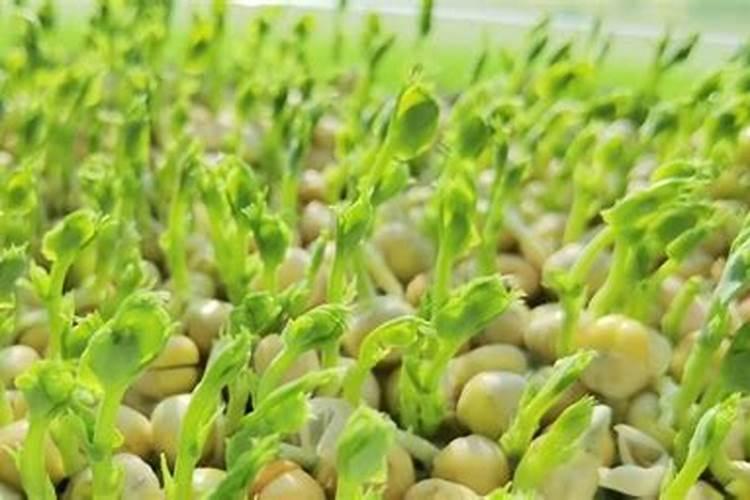 豌豆开花期浇水好吗豌豆开花期的养护方法