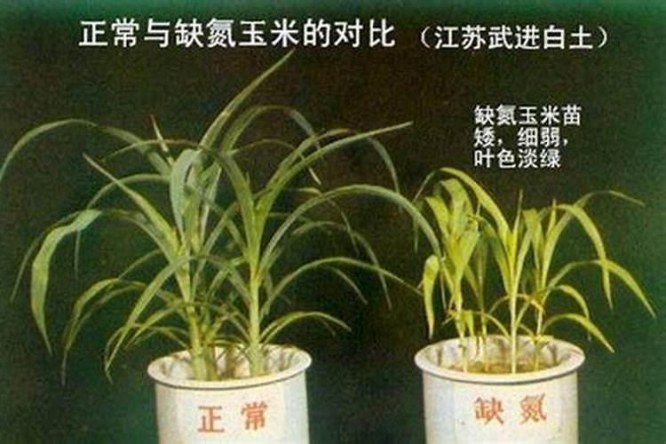 下列物质不可作为钾肥施放于土壤中的是;A氢氧化钾 B硫酸钾 C硝酸钾 D...