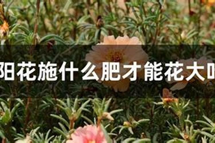 太阳花多久施一次肥 用什么肥料长得快