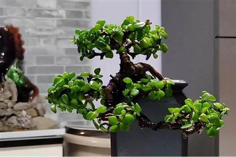 硼肥在农业中的应用