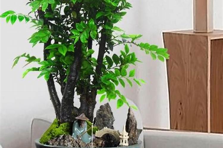 小叶紫檀施什么肥最好