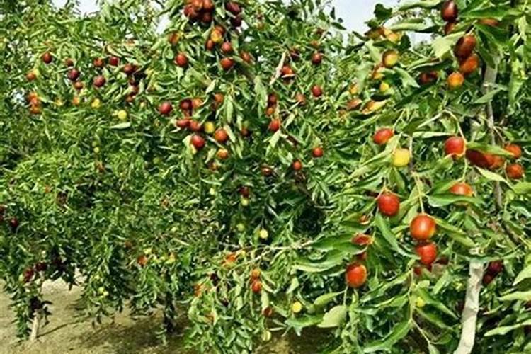 多肉叶片很脏怎么处理