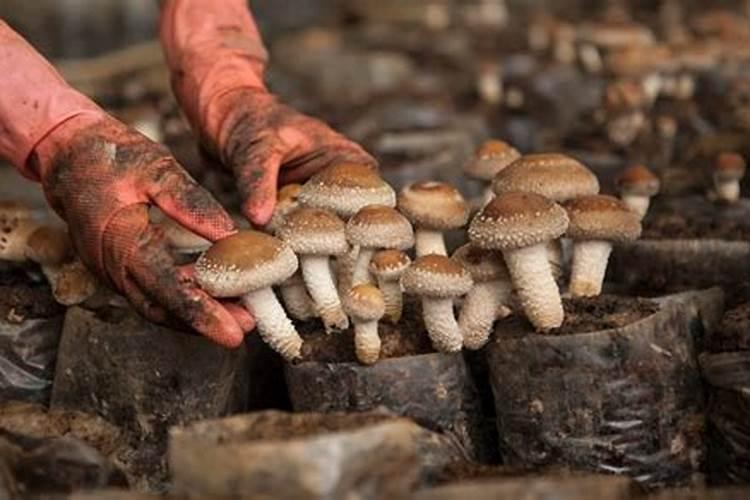 冬天香菇大棚温度怎么调节？