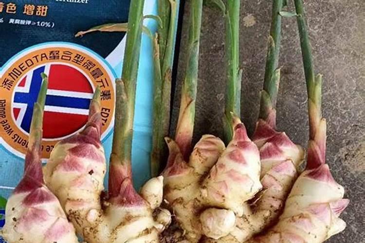 生姜种植需要什么肥料？生姜打什么叶面肥长的快？