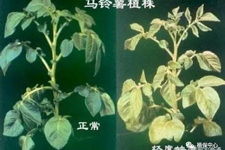 水稻叶片发黄,根不怎么长。请教下专家。