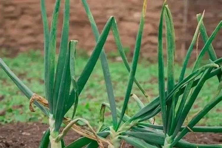 在家种葱要放复合肥吗