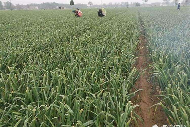 苹果树上什么肥料好 苹果树上哪些肥料好