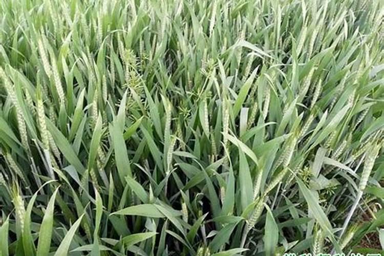 樱桃疏果后可以喷施叶面肥吗？什么叶面肥好？