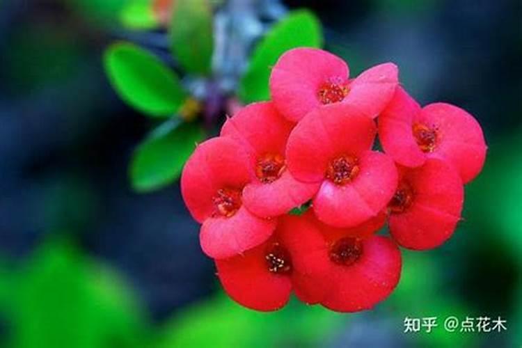 虎刺梅怎么施肥