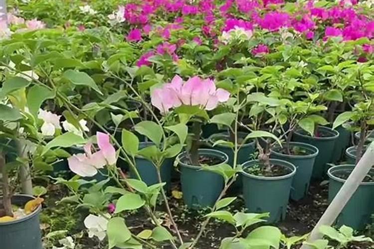 三角梅用什么肥料催花