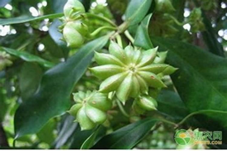 刚种的八角苗放什么肥料