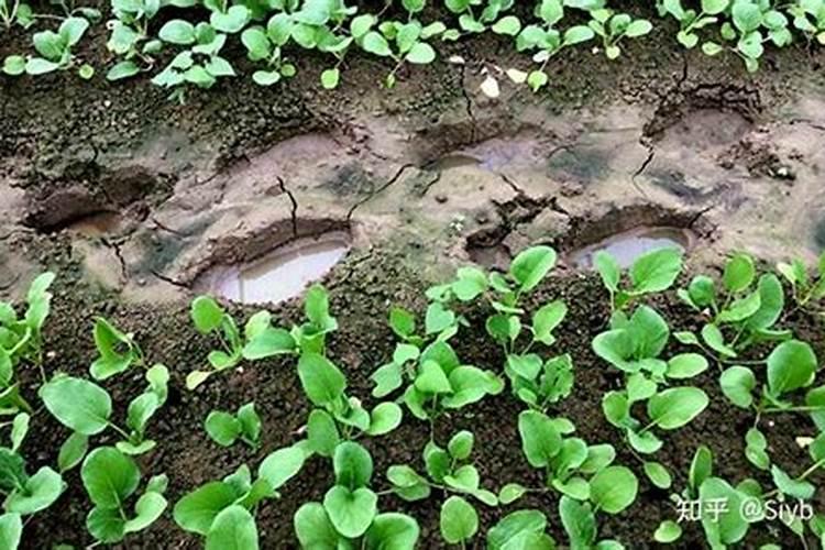 紫藤萝适合什么环境生长,养殖环境条件