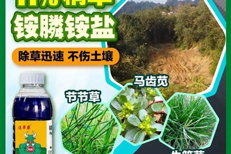 双色茉莉的浇水方法