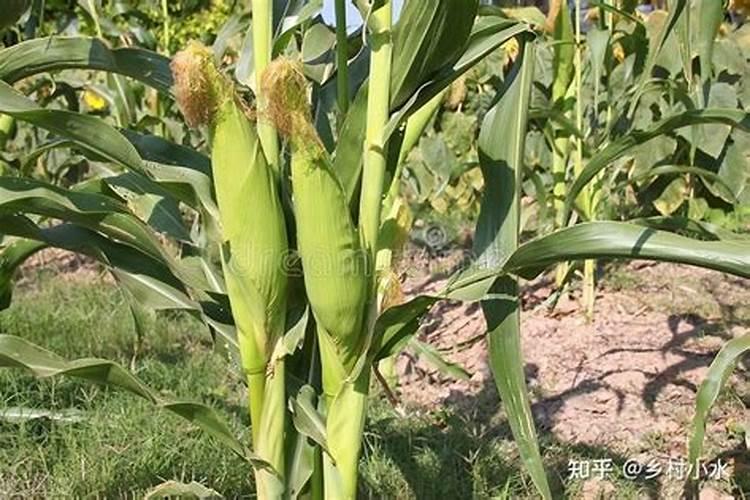 玉米大喇叭口期打什么叶面肥好？