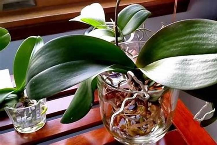 兰花喜欢酸性土壤还是碱性土壤 如何配土