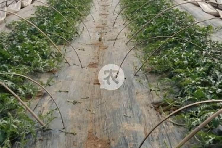 铜在氮气里加热会变黑吗