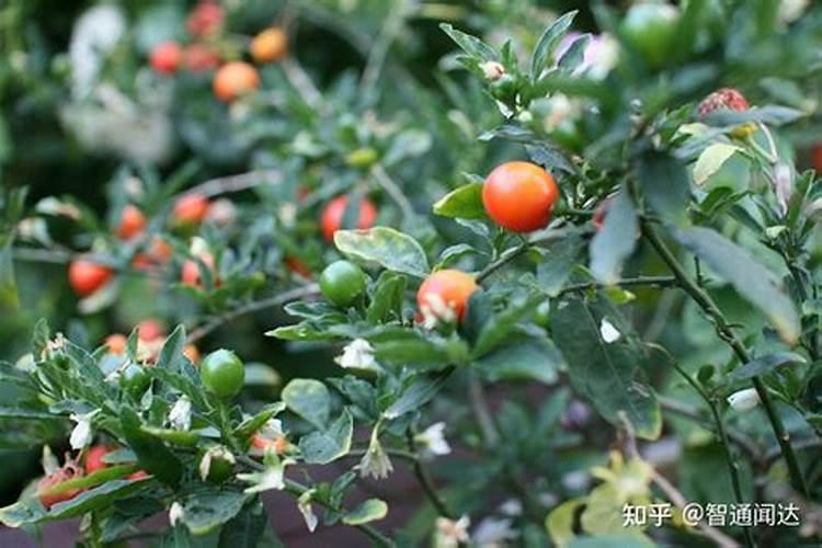 甜瓜种植增甜秘诀