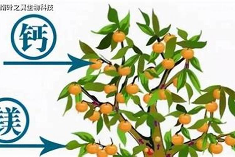 三伏天如何养月季,才能状态好,开花又多又鲜艳？