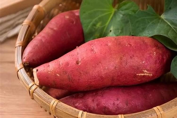 三角梅春天怎么养护才能开花 让植株吸收充分的光照