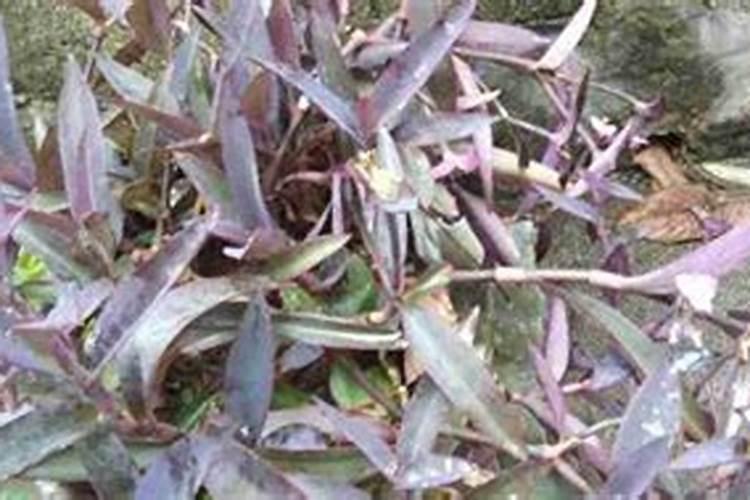 广藿香的种植方法