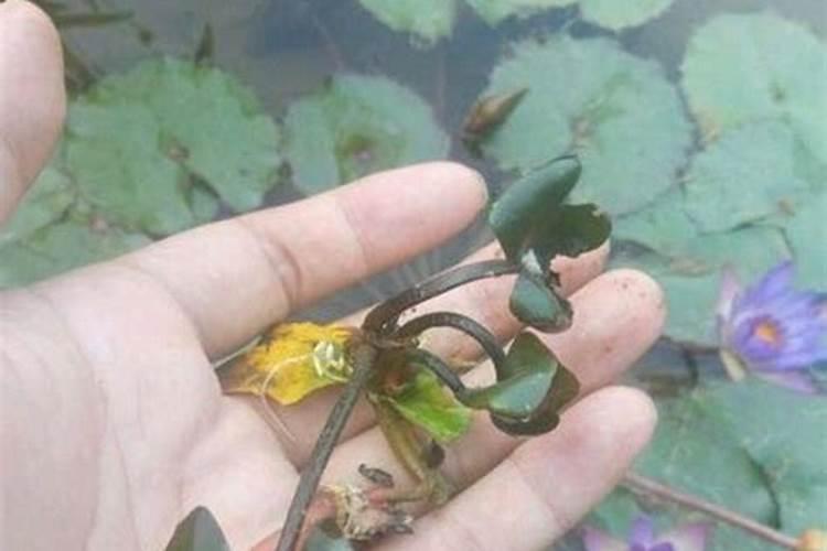 检验铵态氮肥的方法