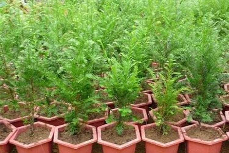 红豆杉施什么肥长得快 施肥方法是什么