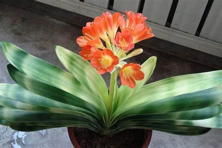 硅钙钾镁肥在水稻种植中的应用