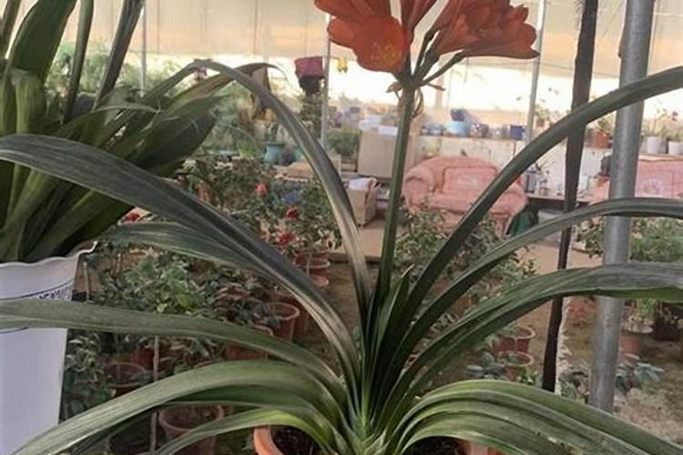 番茄转色用什么钙最好