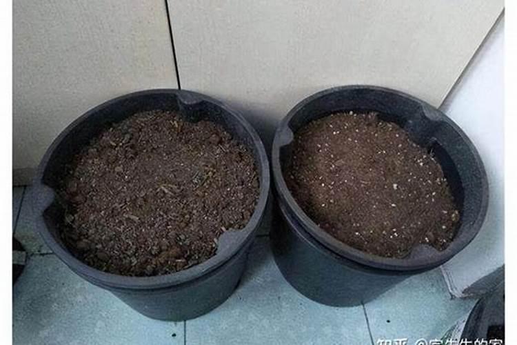 巧棵力颗粒水溶肥雨后撒柑橘果树好吗