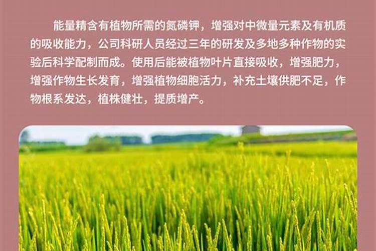 【草莓】促花促果长得快,施莱宝助力增产又增收