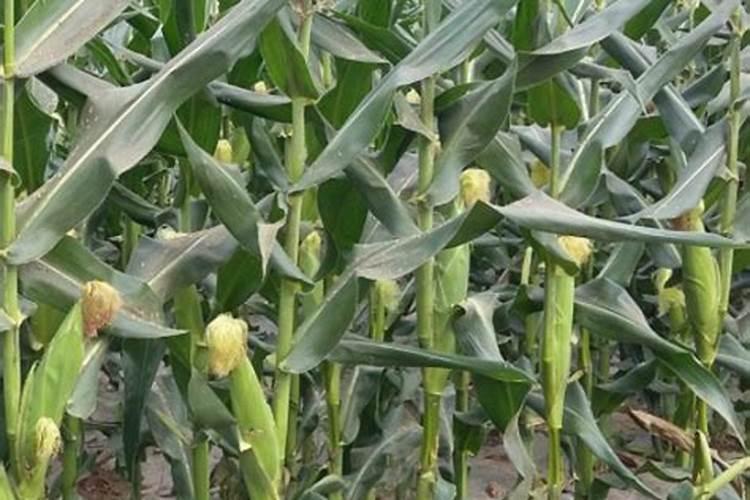 西葫芦病毒病怎么治？打什么药来