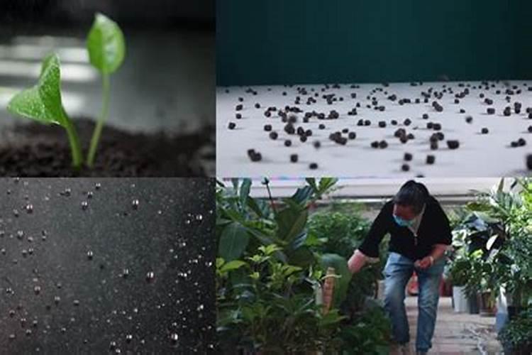 植物油可以做肥料吗