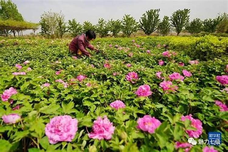 刚移栽的牡丹花需要底肥吗