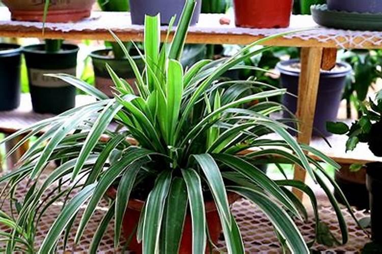 吊兰叶子黄尖怎么处理 家养吊兰需要用什么肥好