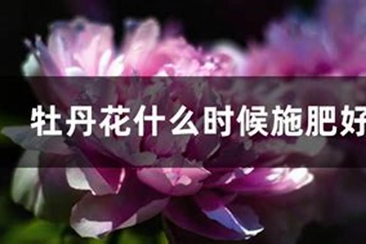 绿叶植物用什么肥料