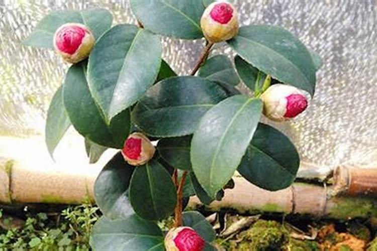 茶花可以施复合肥吗 什么时候施肥合适