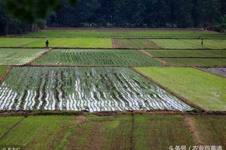 盆栽植物开花可以喷叶面肥吗