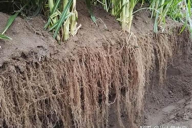 巨菌草适合北方种植吗