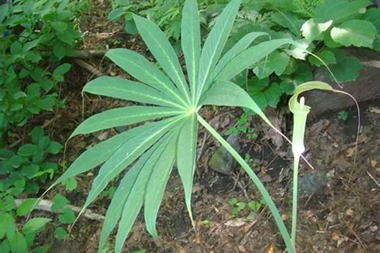 腐植酸叶肥和氨基酸叶肥有什么区别