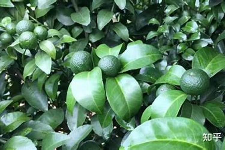 硼肥在柑橘树上的最佳使用时期