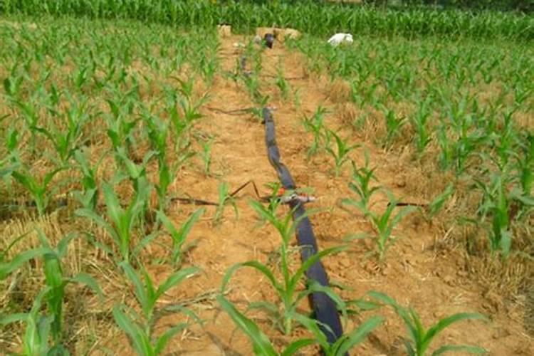 玉米灌浆期施几次肥