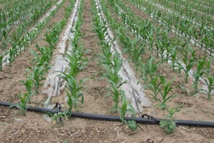 玉米灌浆肥什么时候施