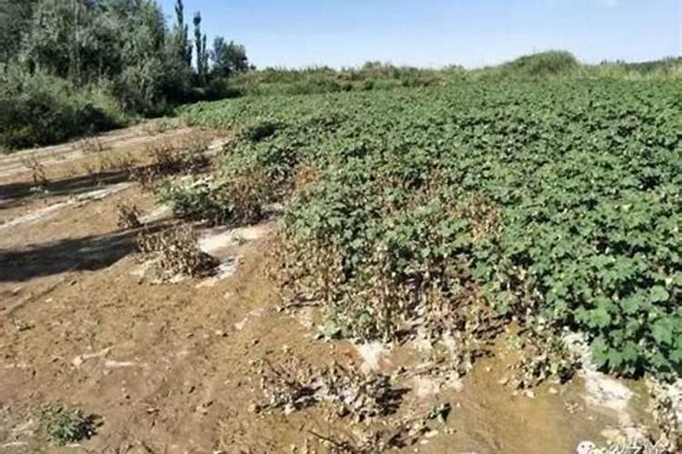 菌肥不能与哪些肥料混合使用