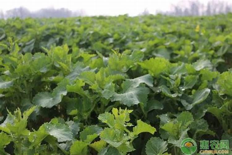 油菜苗什么时候浇肥最好