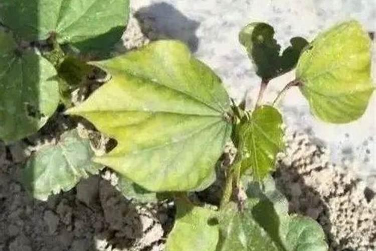 棉花头部发黄怎么处理