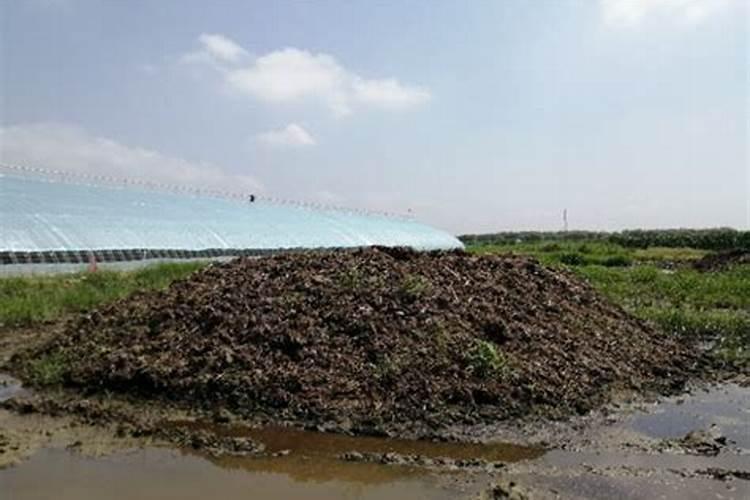 蝇蛆的粪便可以养蚯蚓吗