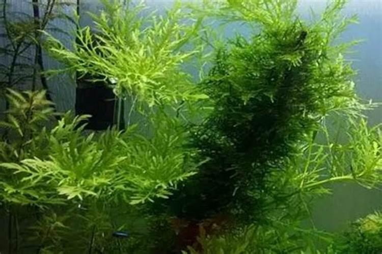 水培绿萝怎么施肥