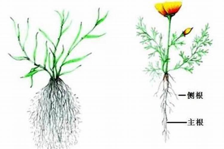 土地施草木灰后要等七天才能施氮肥,等七天是什么目的