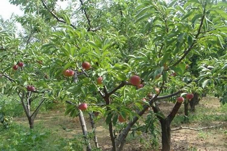 盆栽果树秋天底肥施方法