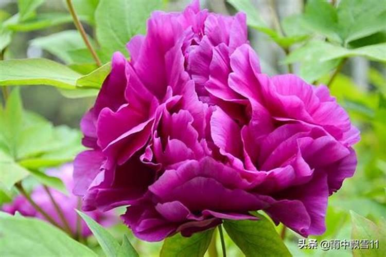 柑橘专用肥料颗粒全年都可以用吗？